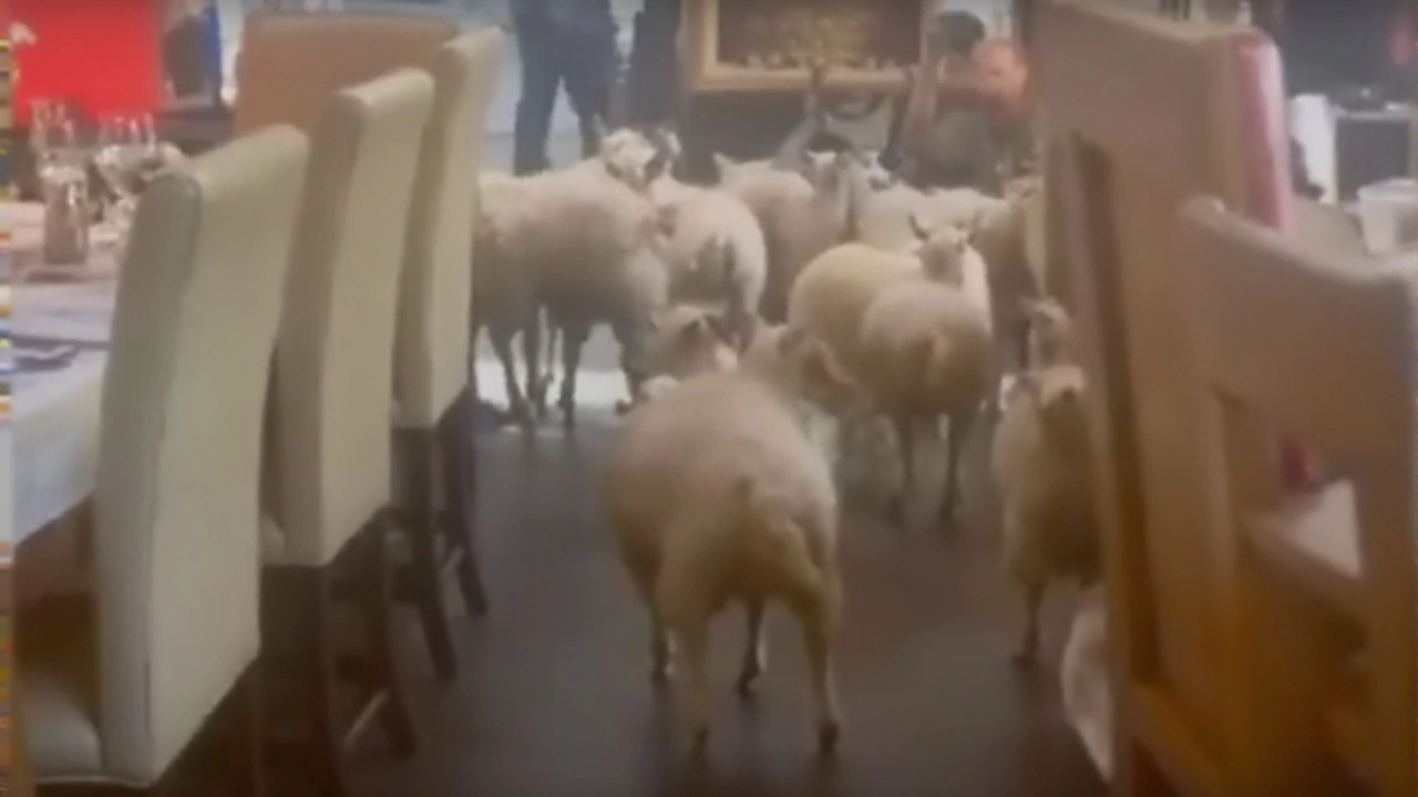 Knaresborough pub goes viral after sheep stroll into evening prep
